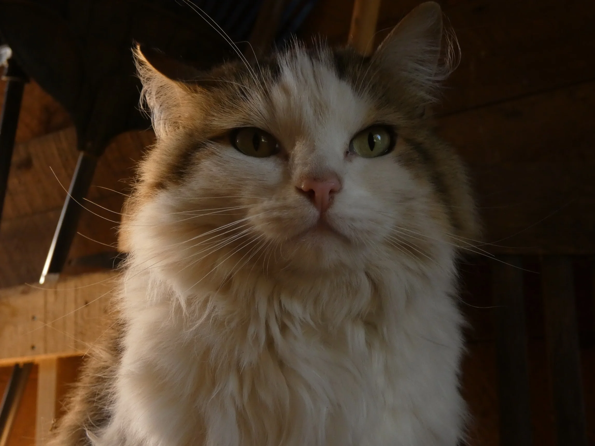 Close-up of a fluffy tabby and white cat with green eyes, looking directly at the camera, with a wooden and dark background. One of our barn cats at Three Sons Ranch, Halfway Oregon. 