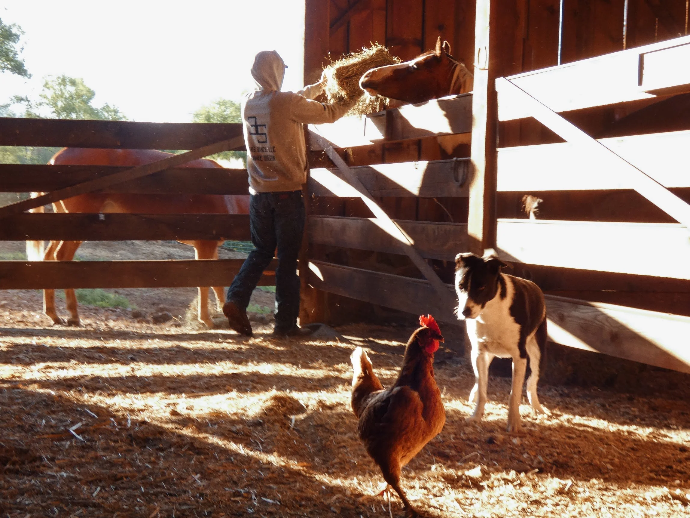 A person feeding hay to a horse inside a wooden barn with sunlight streaming in. There is a hen and a black and white dog near the barn door. Three Sons Ranch, located in Halfway Oregon
