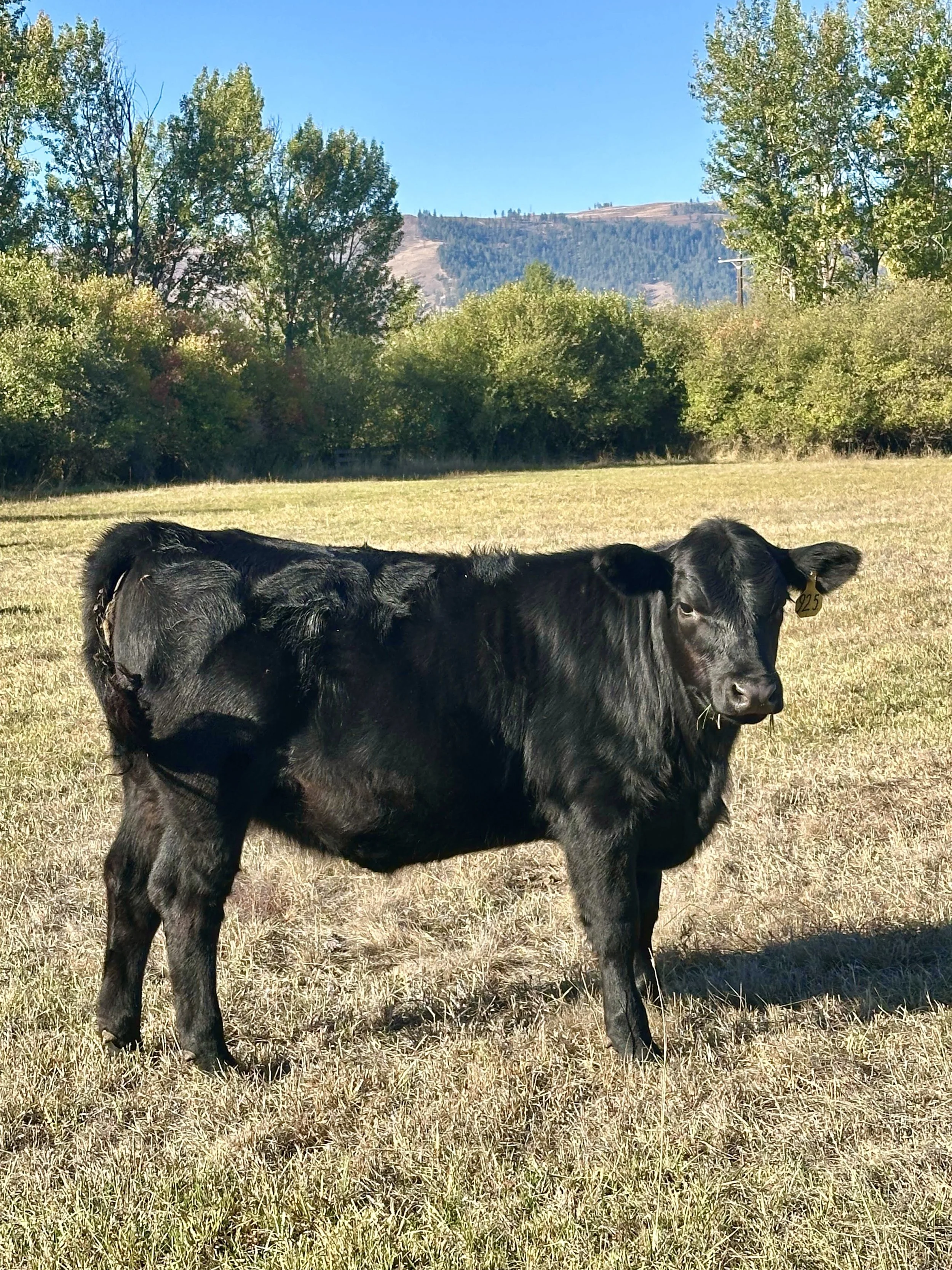A black calf standing in a grassy field with trees and mountains in the background under a clear blue sky.