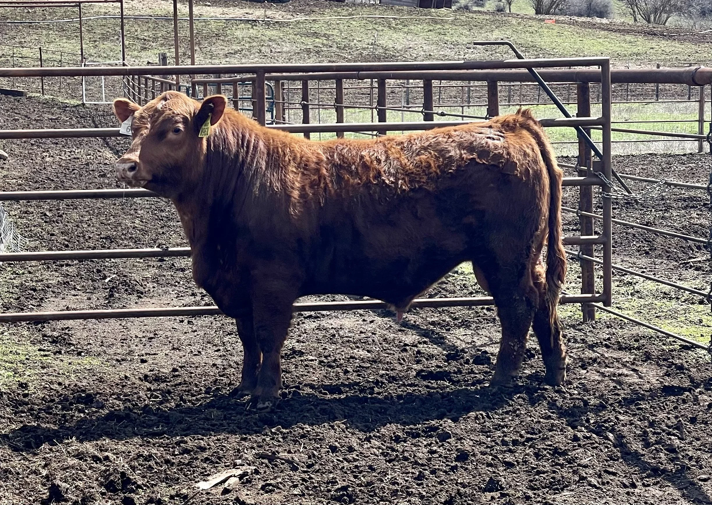 A brown cow standing in a dirt pen on a farm with metal fencing and a few trees in the background.
