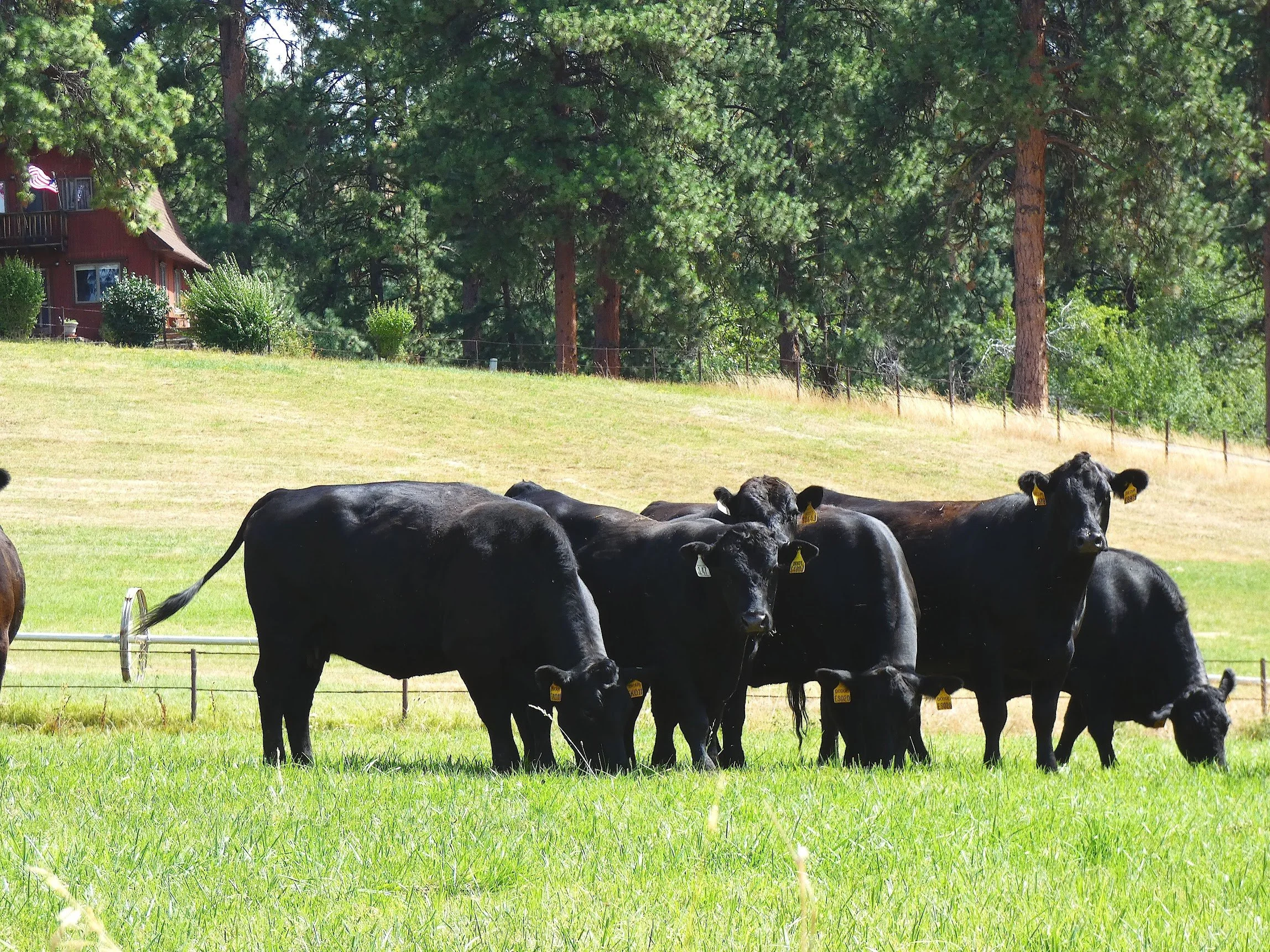 Black Angus bulls grazing on a green field with trees and a house in the background. Located in Halfway Oregon on Three Sons Ranch