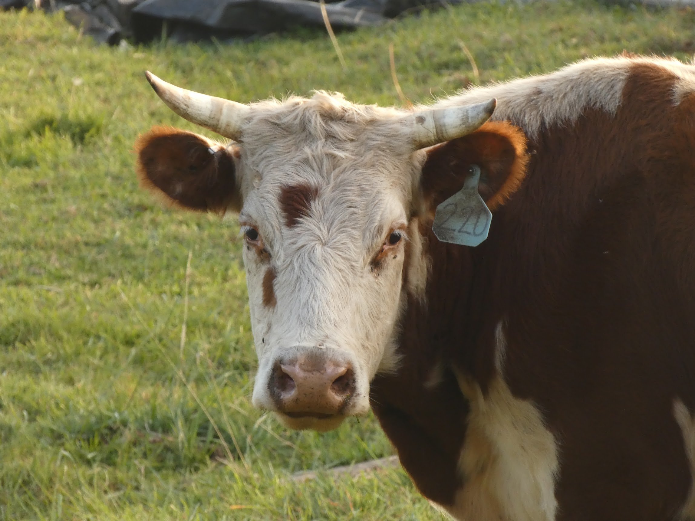 Close-up of a cow with white and brown fur, large horns, and a blue ear tag marked 220, standing in a grassy field. Red Angus cow located at Three Sons Ranch, Halfway Oregon