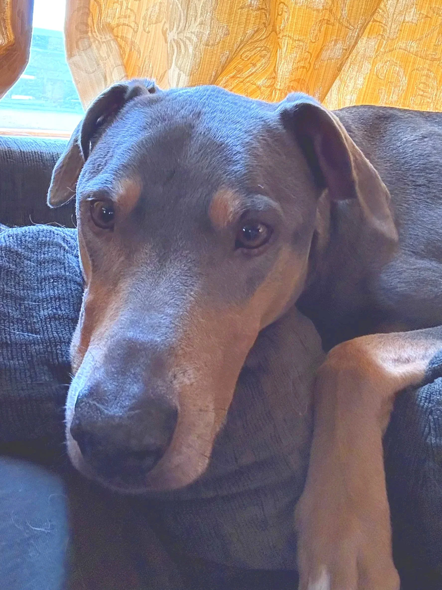 A brown dog with expressive eyes and floppy ears resting on a dark-colored couch with sunlight coming through a window and orange curtains in the background.