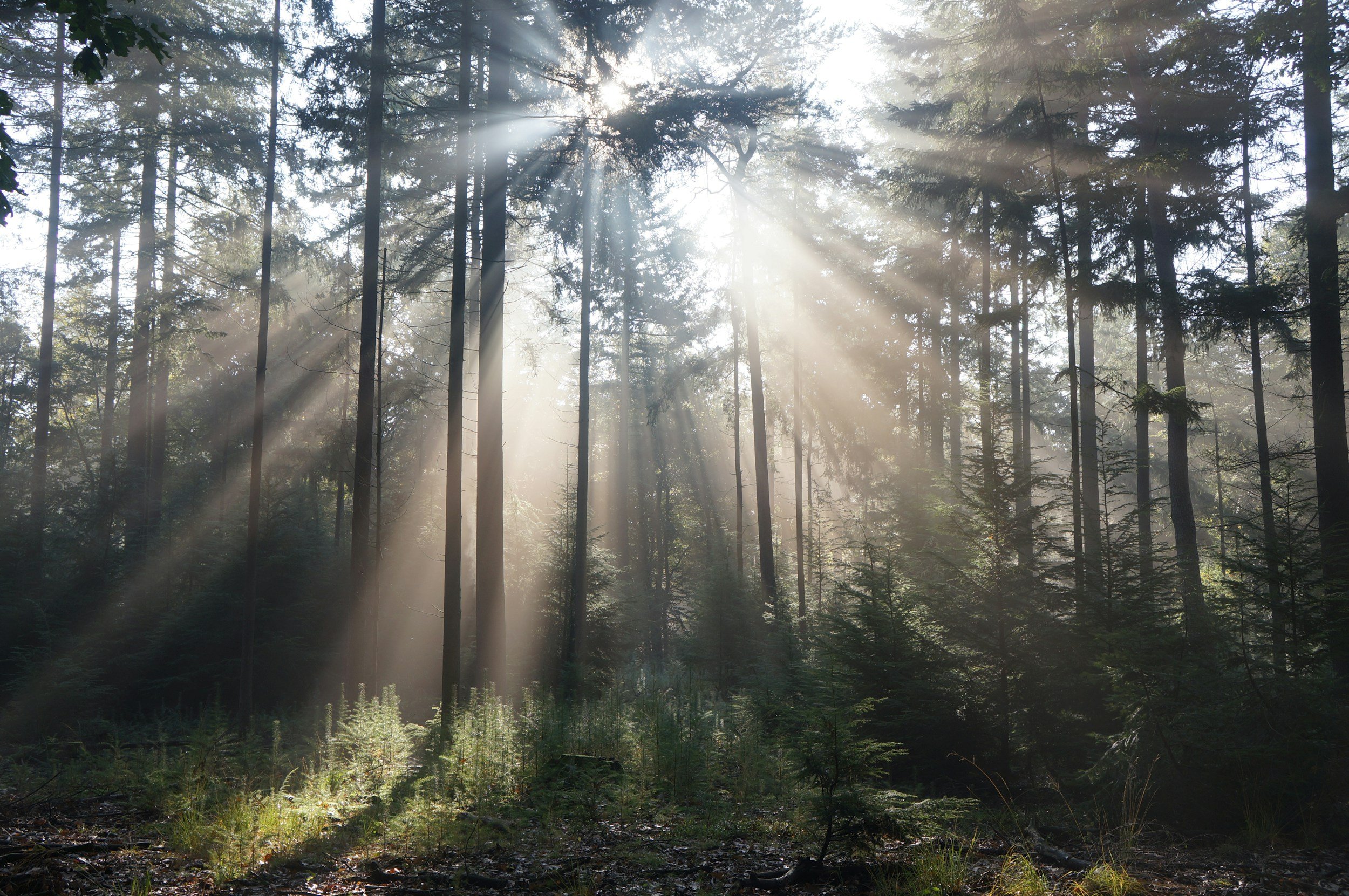 sun shining through pine trees in forest