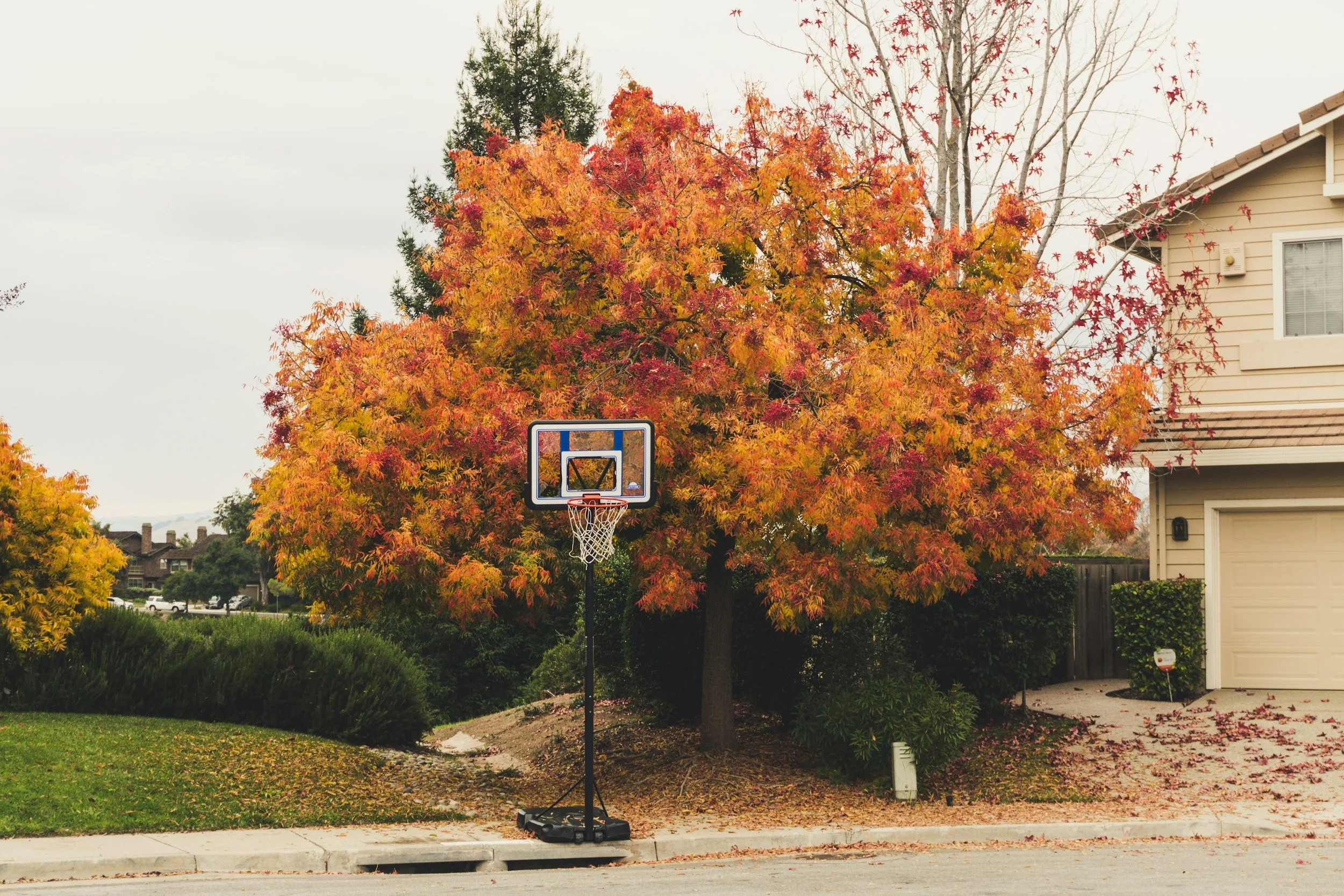 Autumn tree out the front of family home