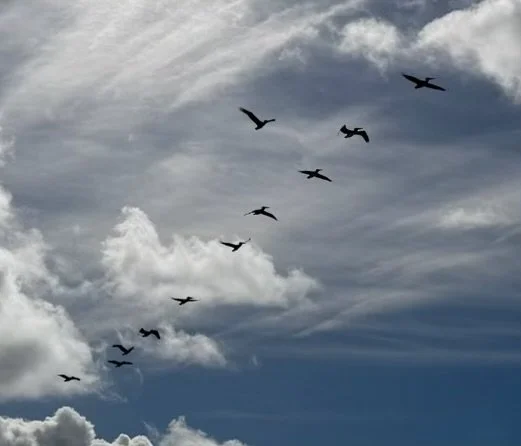 A formation of birds flying across a cloudy sky.
