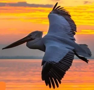 Pelican flying over a body of water at sunset with a colorful sky.