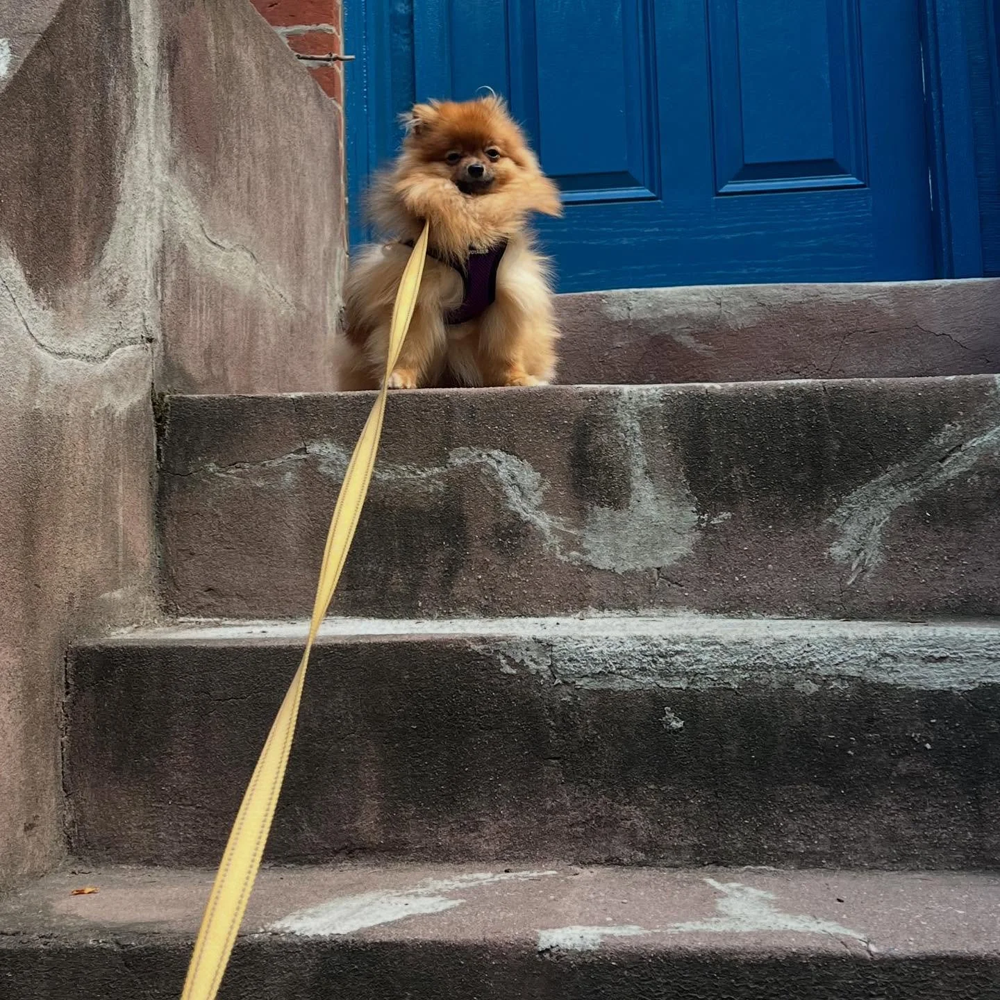 First walk for sweet baby Vivian after vacation and she had some thoughts about it&hellip; in the end we had a lot of fun though! #puppy #dogwalker🚶🏻&zwj;♂️🦮💨