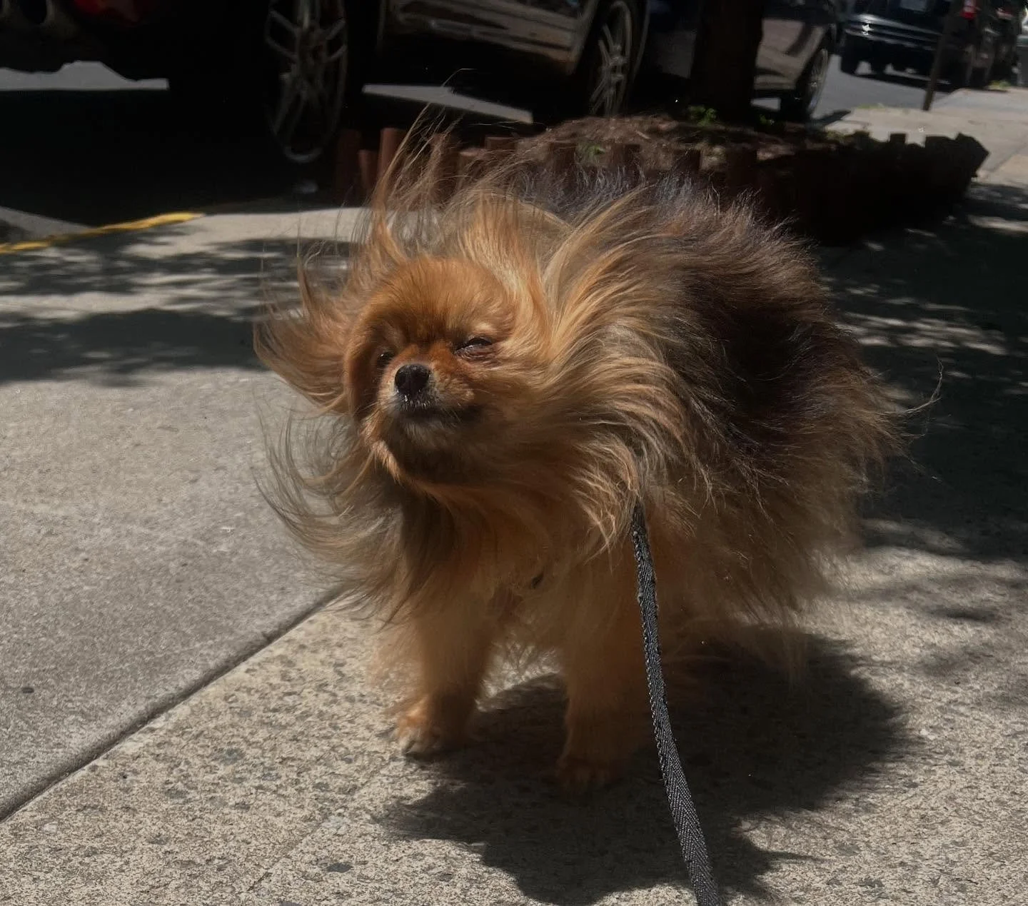 Mallory shaking it off #dogwalkersofinstagram #dog #instadogs