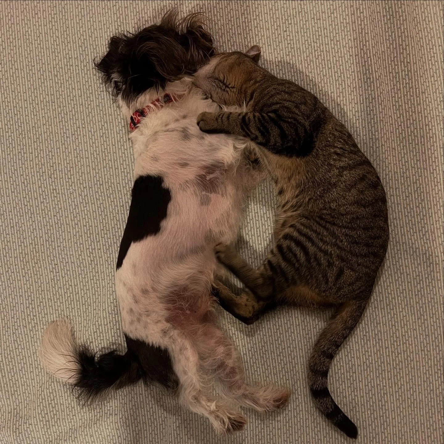 Interspecies fight club going pretty well over here #cat #dog #dogwalkersofinstagram