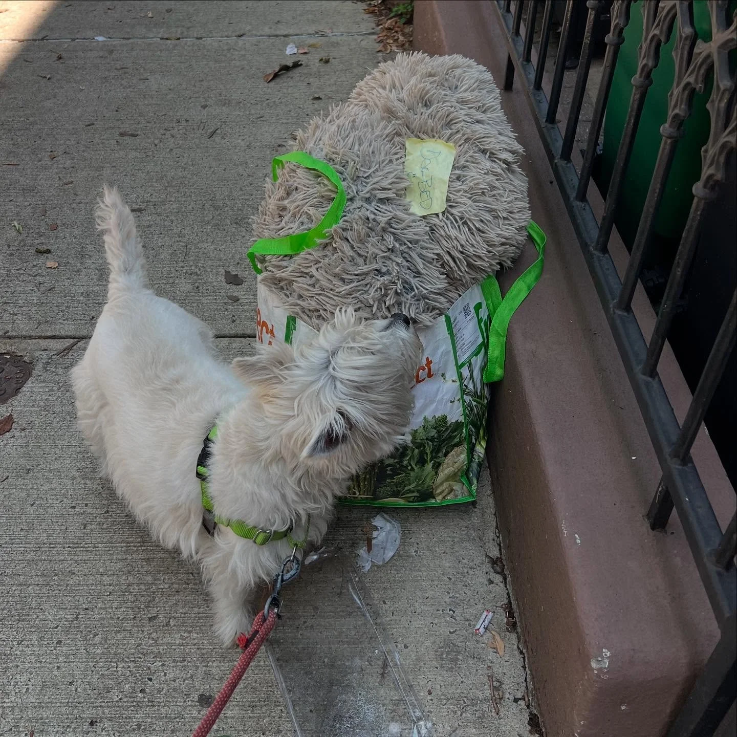 Bailey blending in with this stooped dog bed #dogsofinstagram #dogwalker🚶🏻&zwj;♂️🦮💨