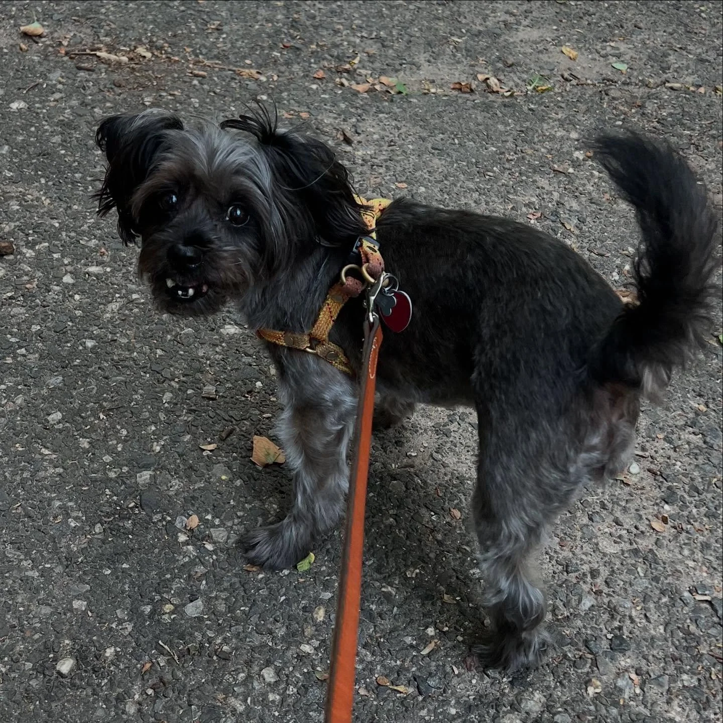 Sid having a fun walk over by the prospect park boat house :) #dog #prospectpark #dogwalkersofinstagram