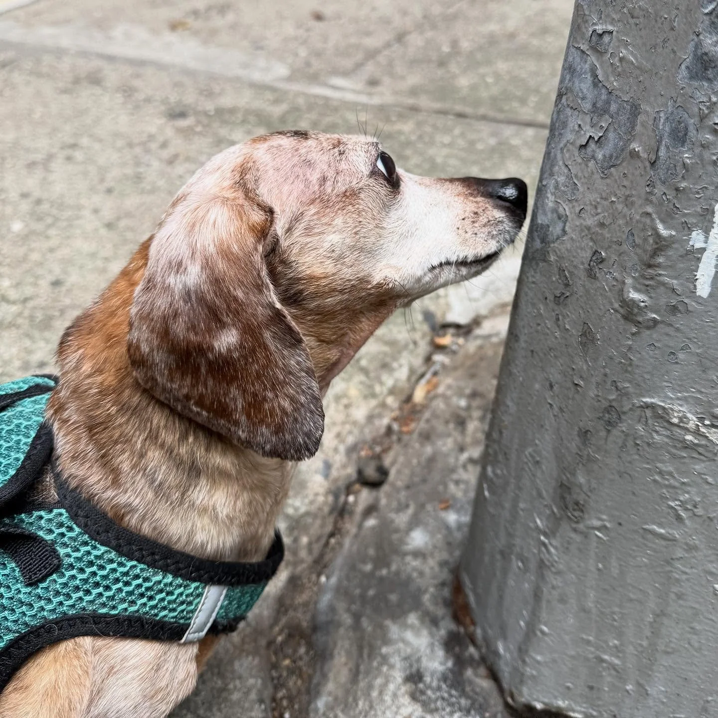 I went on vacation and fell off posting for a bit but I&rsquo;m back now with Mable! She&rsquo;s a new addition to the gang :-) #dogsofinstagram #dogwalkersofinstagram