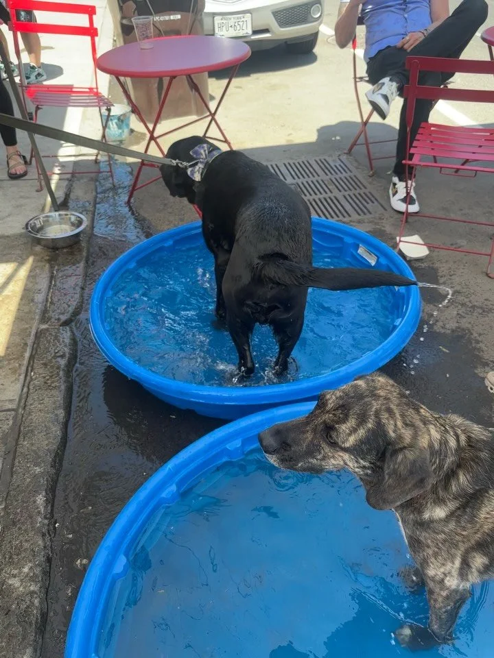Frank was verrrrry happy to splash in the pool at this years Woofstock! #lab #blacklabrador