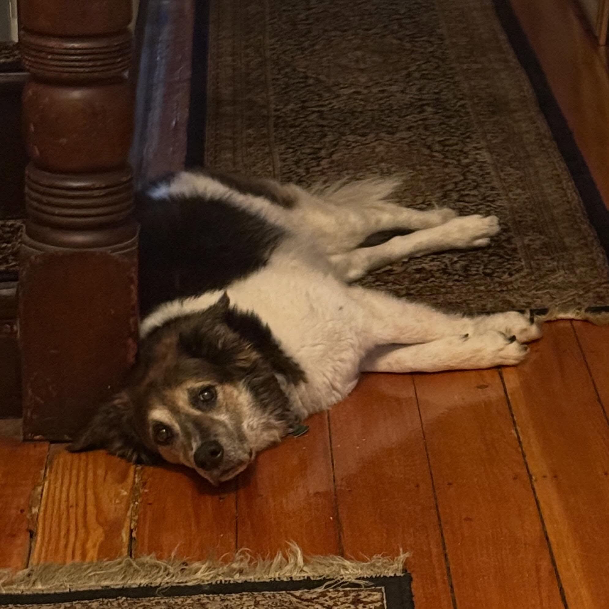 Pretty sure ms bailey has some thoughts about walking in this heat today #dogsofinstagram