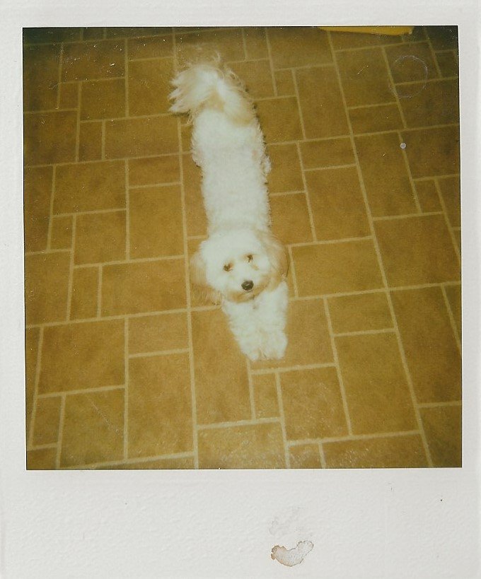 Tuffy