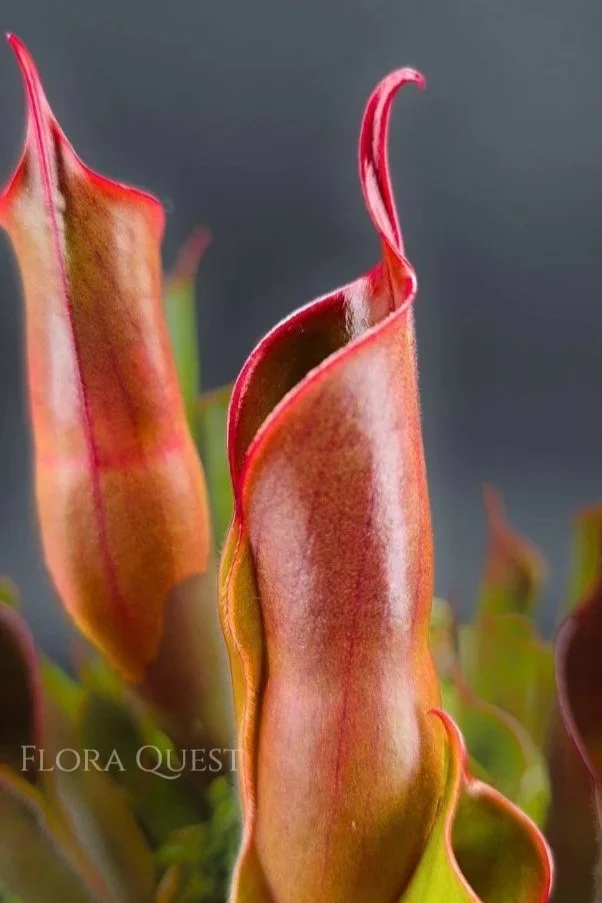 Heliamphora Sarracenioides x Minor Burgundy Black