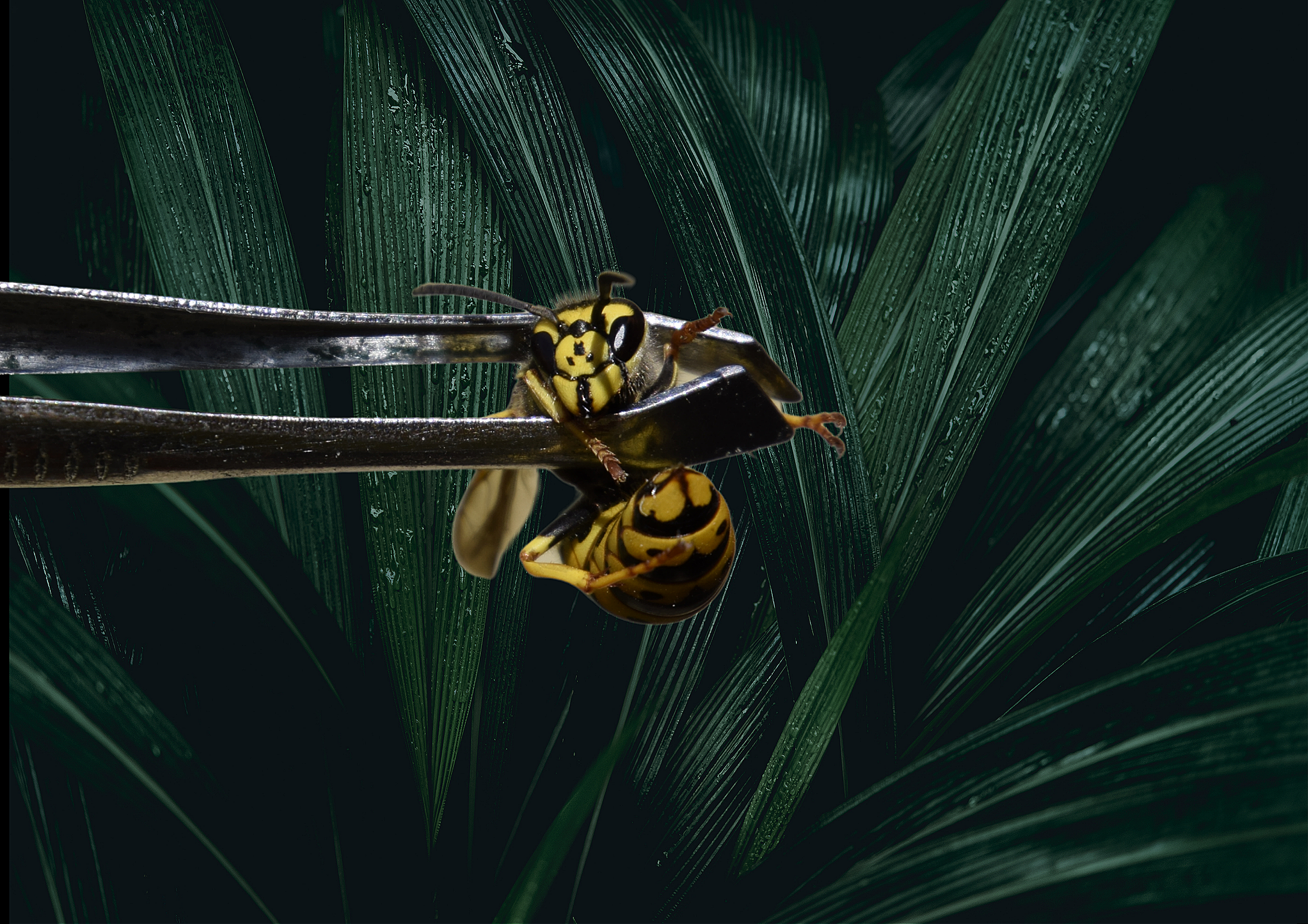 Close-up of a wasp with black and yellow markings on a metallic branch, with green leafy background.