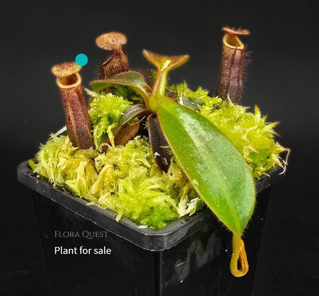 floraquest-nepenthes-mollis-edwardsiana-03.jpg