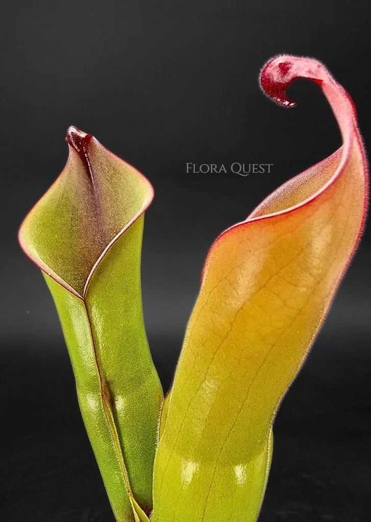 floraquest-heliamphora-folliculata-x-neblinae-03.jpg