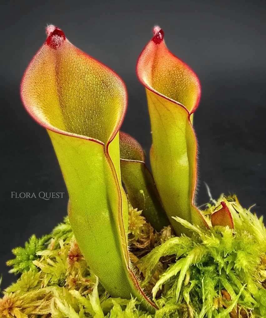 Heliamphora Electrum