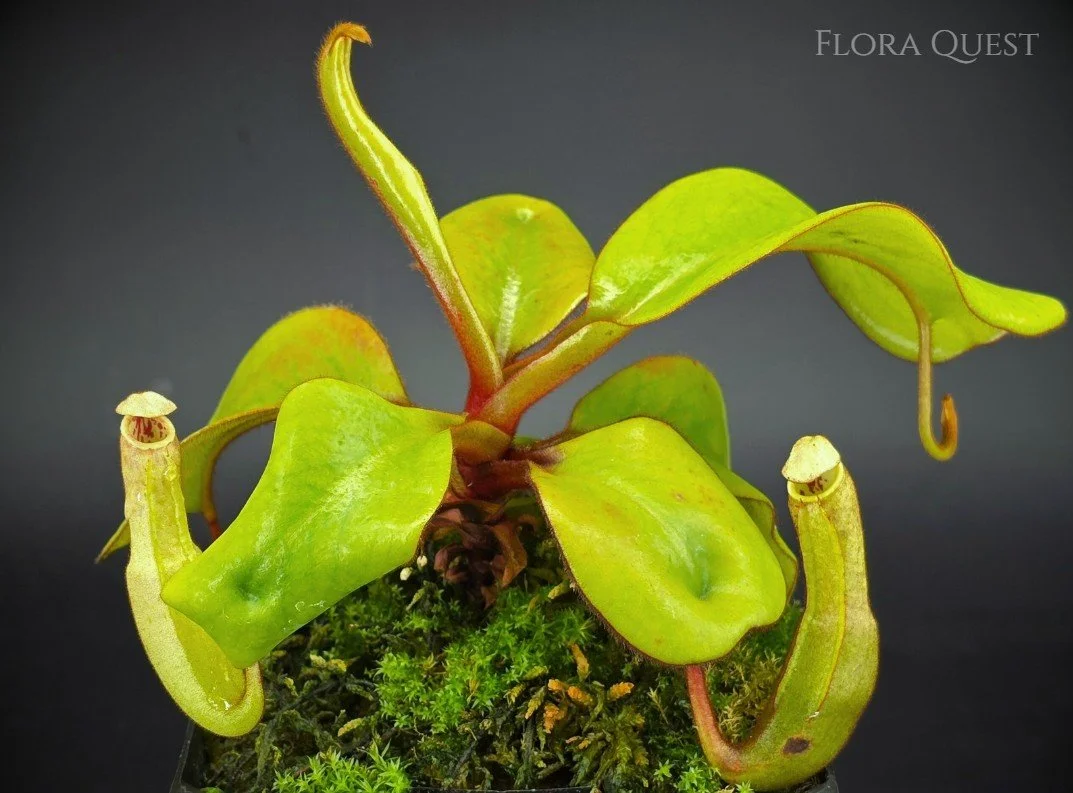 Nepenthes Clipeata