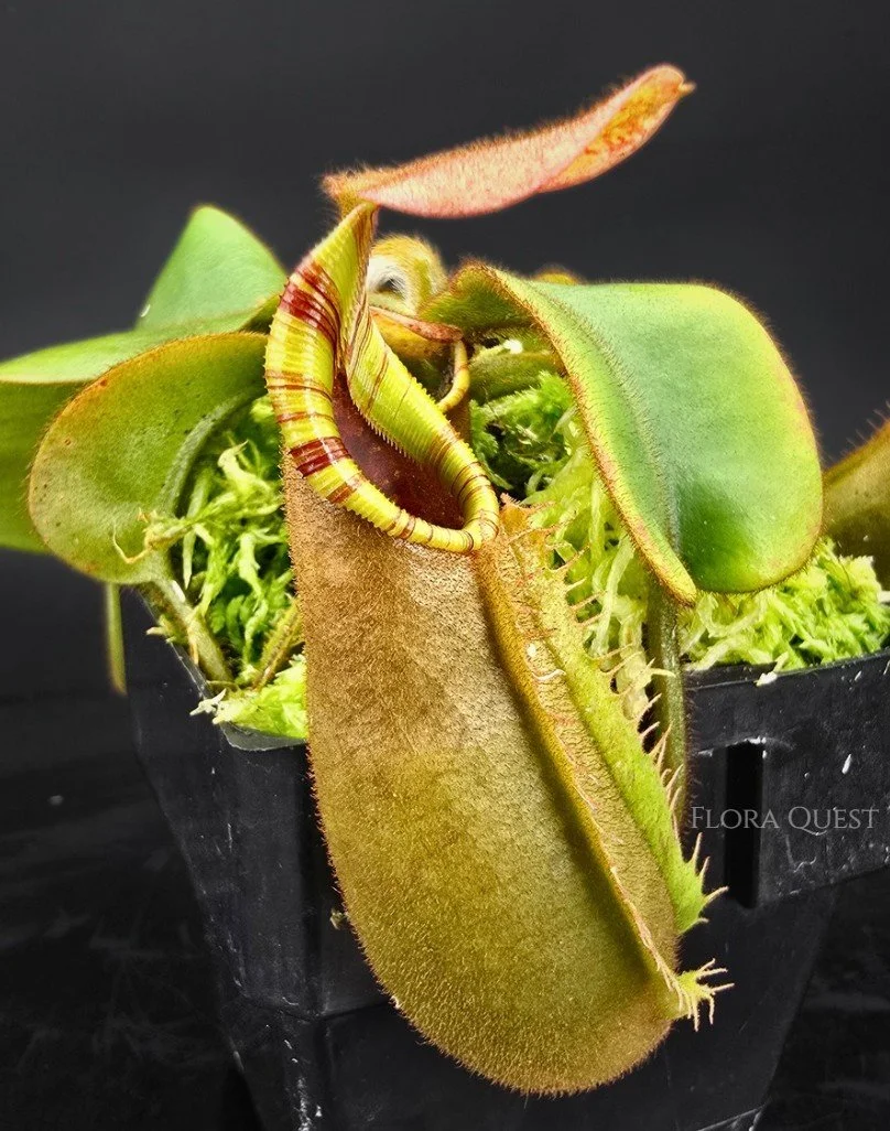 floraquest-nepenthes-veitchii-k-candy-striped-01 (3).jpg