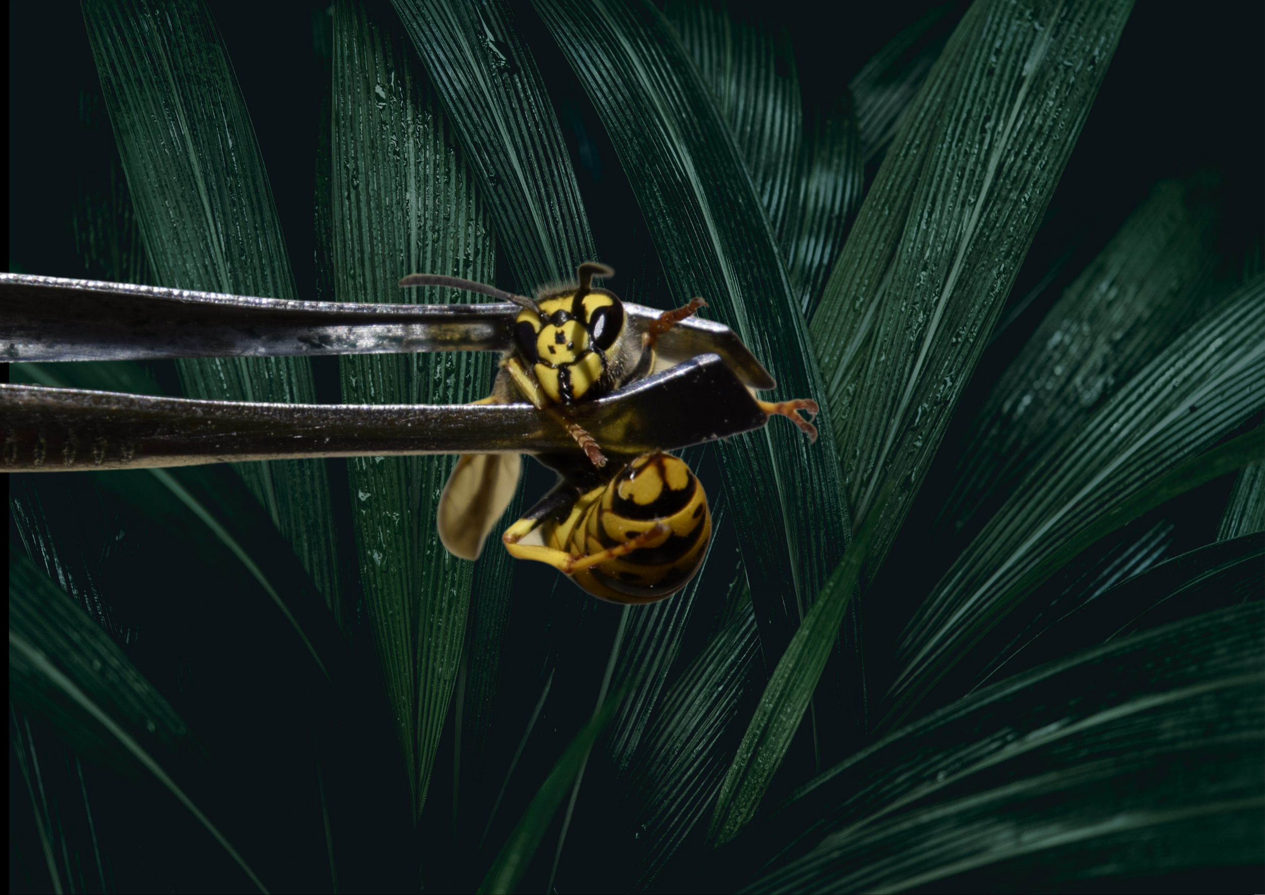 Close-up of a yellow and black wasp on a dark plant stem, with green palm fronds in the background.