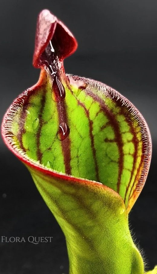 Heliamphora Macdonaldae
