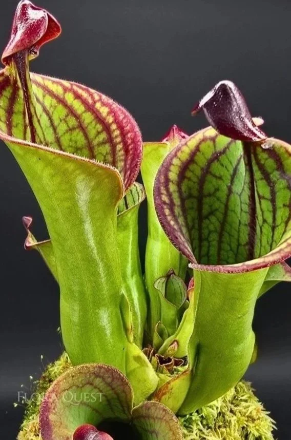 floraquest-heliamphora-macdonaldae-03.jpg