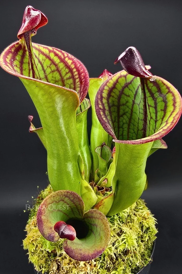 Heliamphora Macdonaldae
