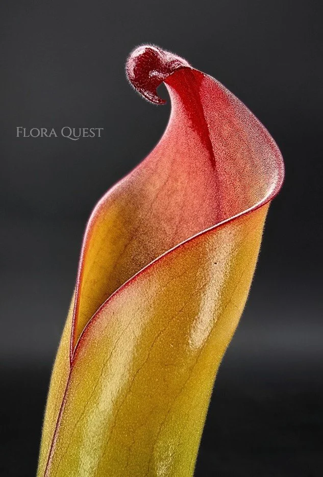 floraquest-heliamphora-folliculata-x-neblinae-02.jpg