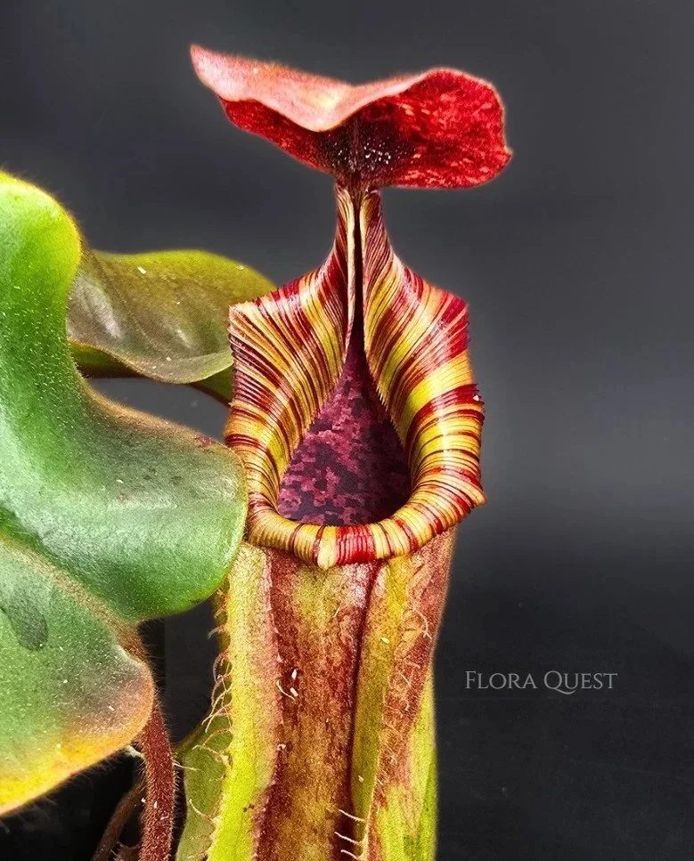 floraquest-nepenthes-lowii-veitchii-boschiana-veitchii-candy-dreams-01.jpg