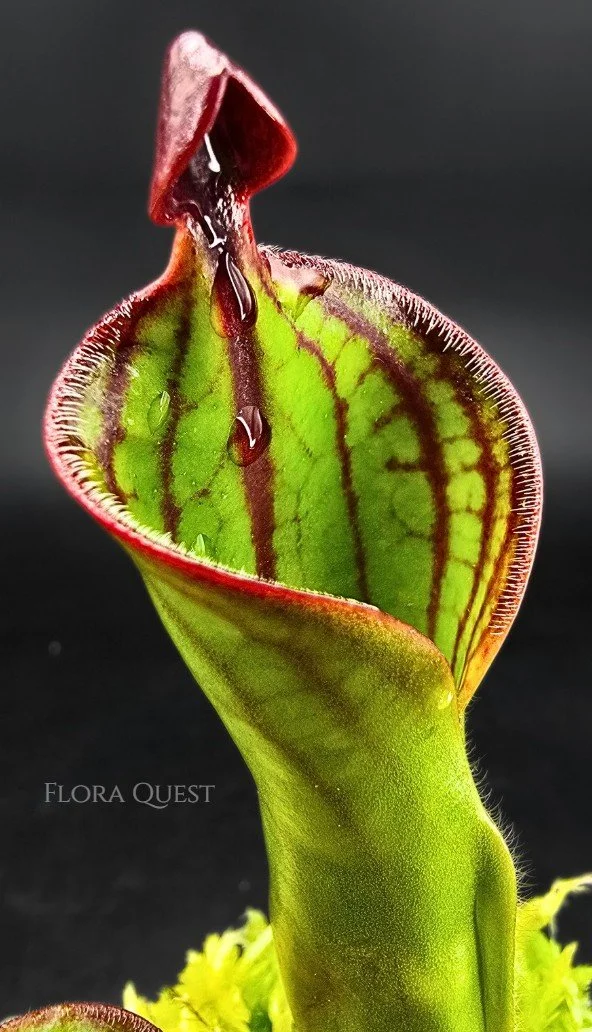 floraquest-heliamphora-macdonaldae-02.jpg
