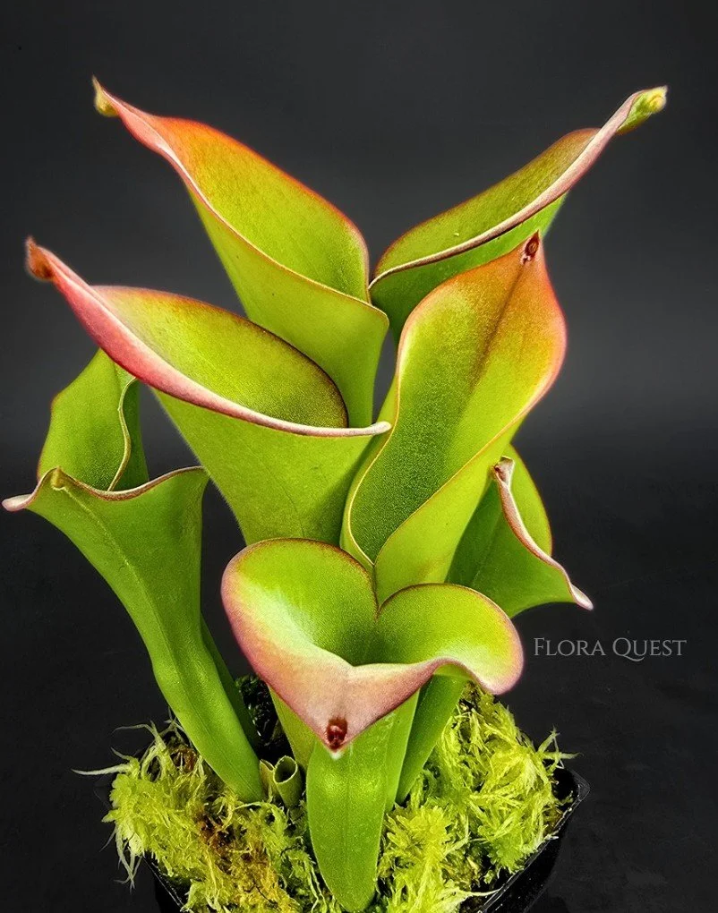 Heliamphora Uncinata