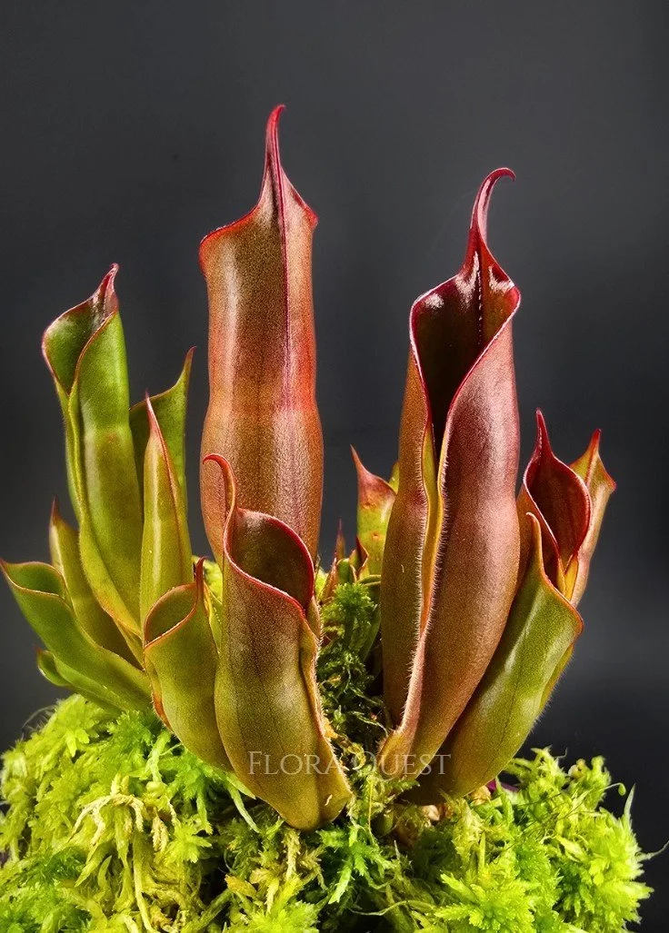 Heliamphora Sarracenioides x Minor Burgundy Black