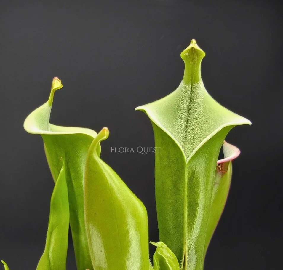 floraquest-heliamphora-Tatei-01.jpg