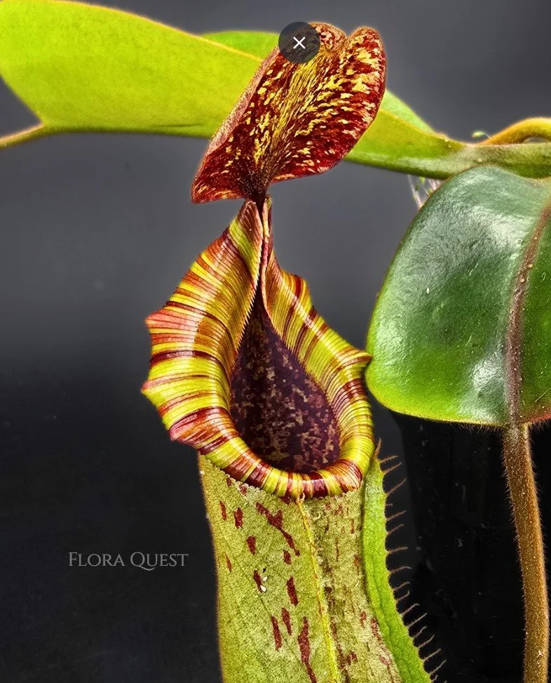 floraquest-nepenthes-lowii-veitchii-boschiana-veitchii-candy-dreams-02.jpg