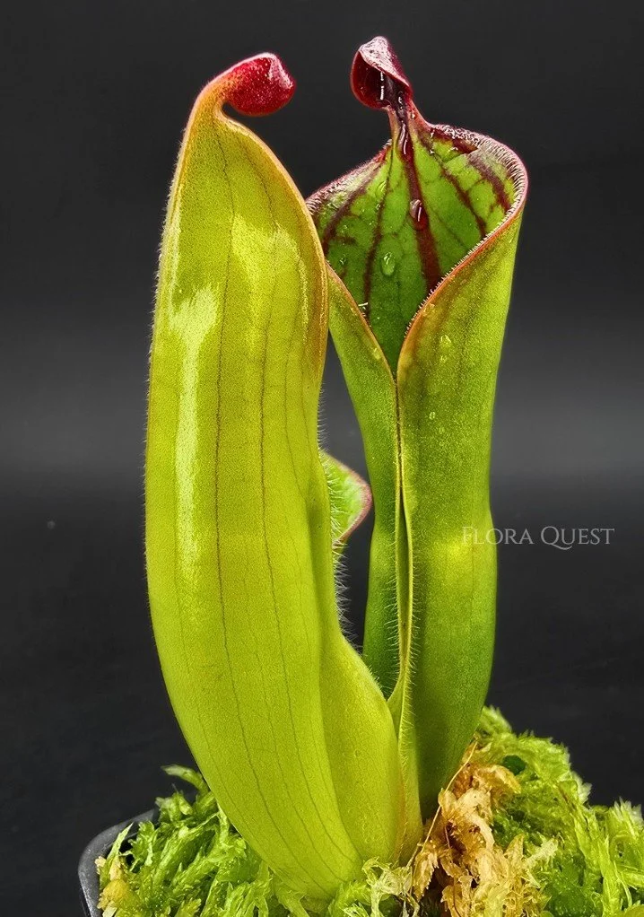 floraquest-heliamphora-macdonaldae-01.jpg