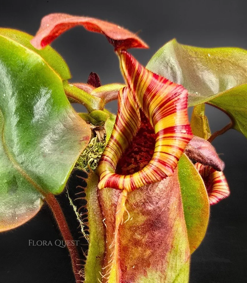 floraquest-nepenthes-lowii-veitchii-boschiana-veitchii-candy-dreams-04.jpg