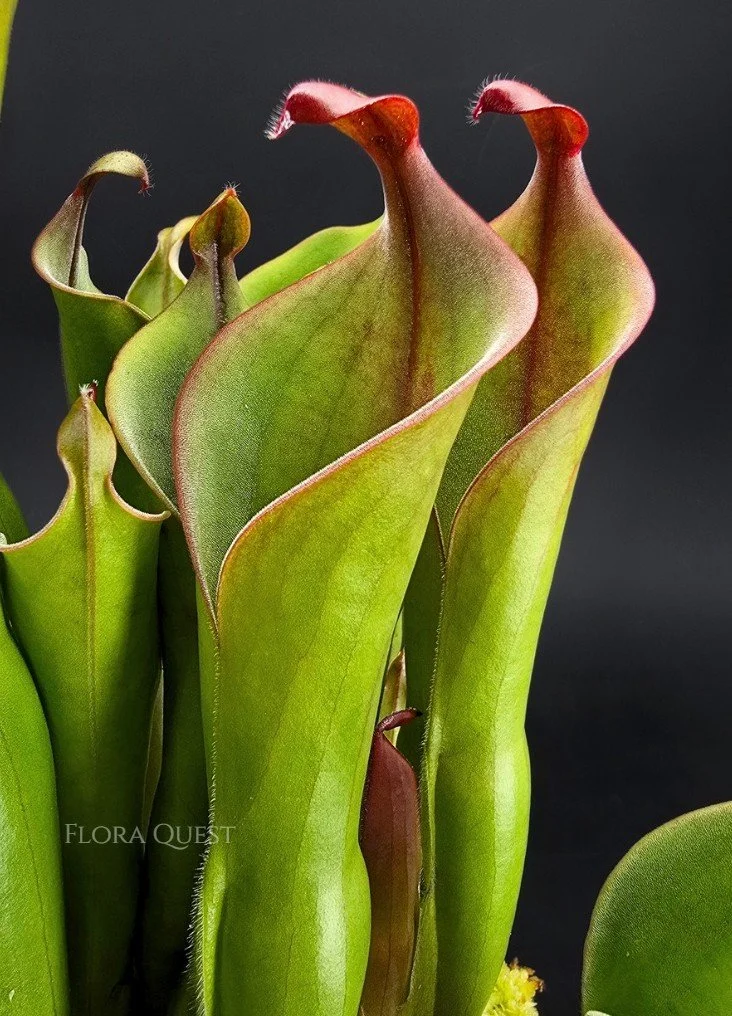 Heliamphora Neblinae
