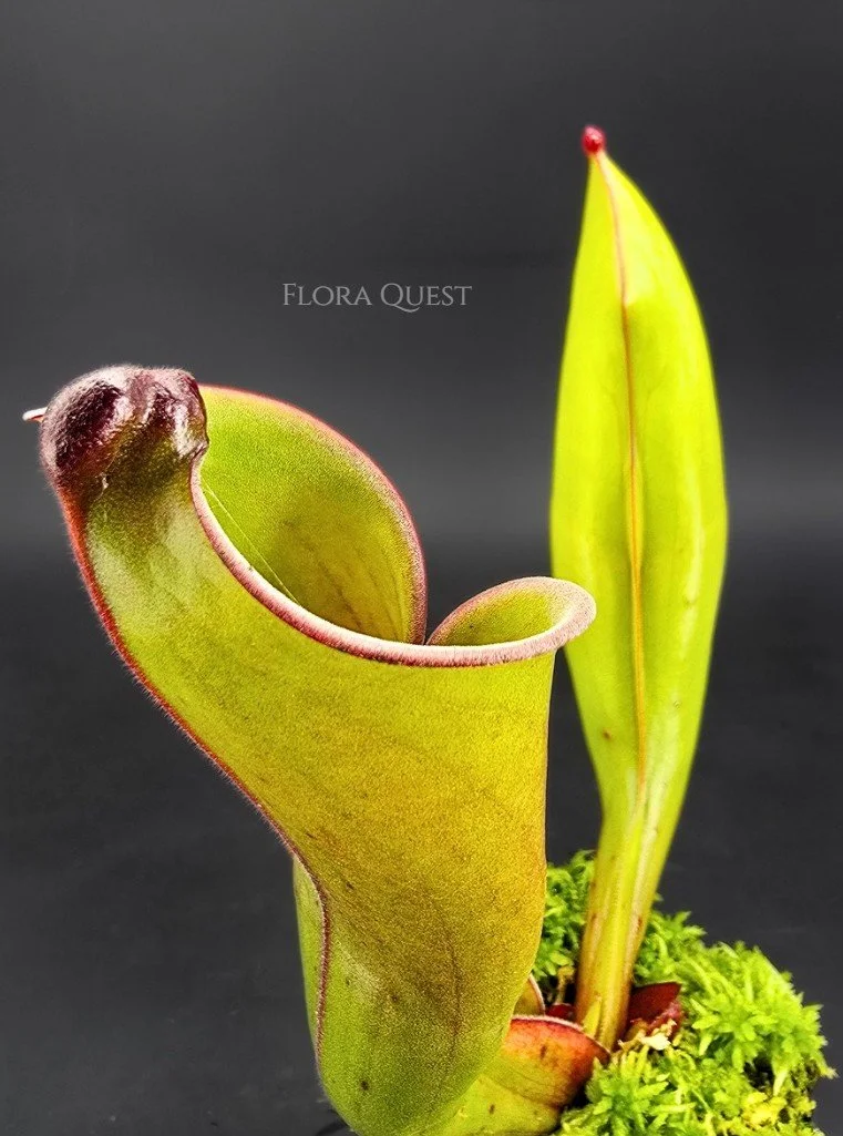 floraquest-heliamphora-folliculata-02.jpg