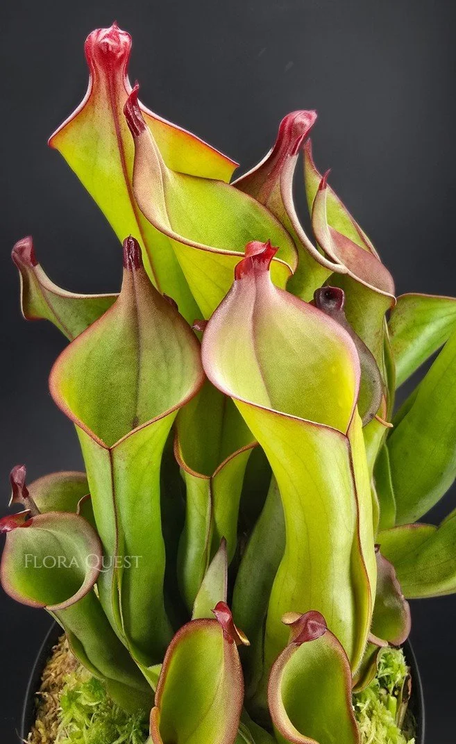 floraquest-heliamphora-akopan-02.jpg