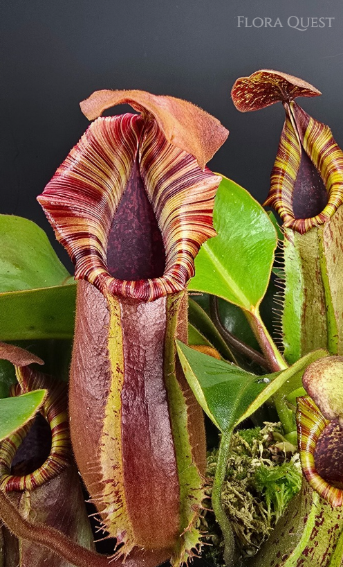 floraquest-nepenthes-lowii-veitchii-boschiana-veitchii-candy-dreams-07.png