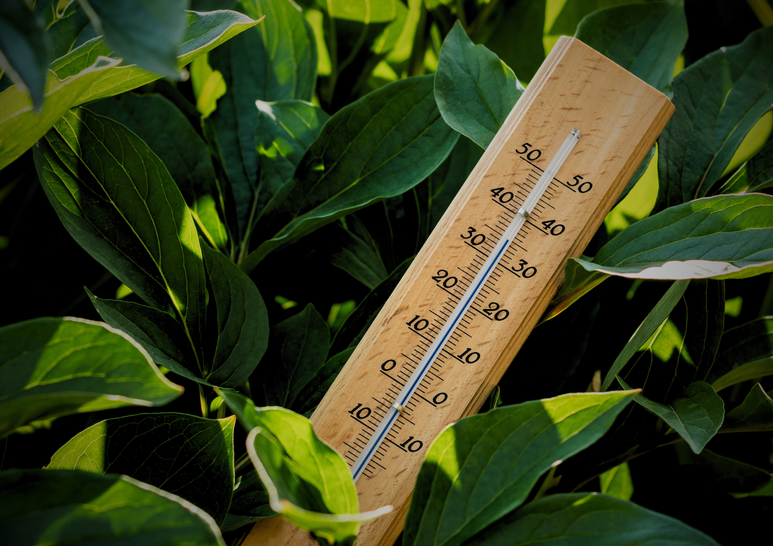 A wooden thermometer placed among green leaves, measuring temperature in Celsius and Fahrenheit.