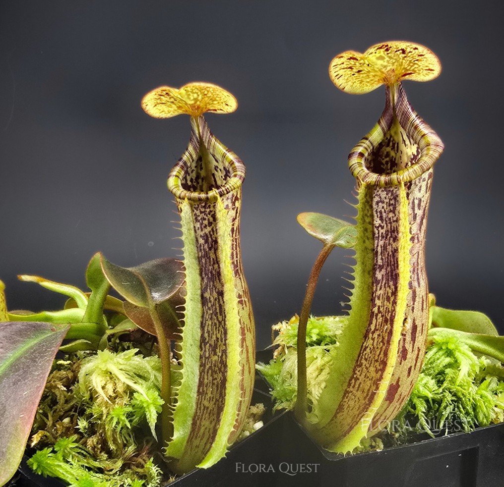 Nepenthes. (truncata × veitchii HL) × boschiana 03.jpg