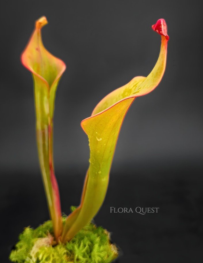 floraquest-heliamphora-godzilla-03.jpg