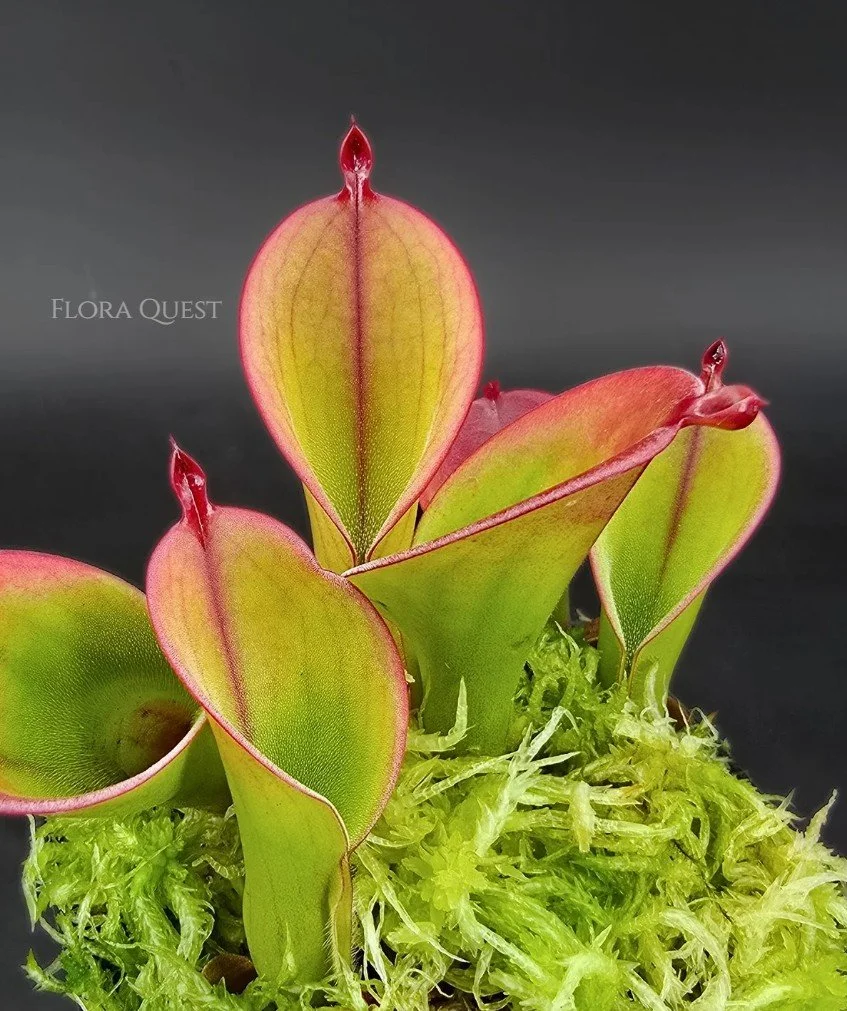 Heliamphora Huberi (Upright Nectar Spoon)