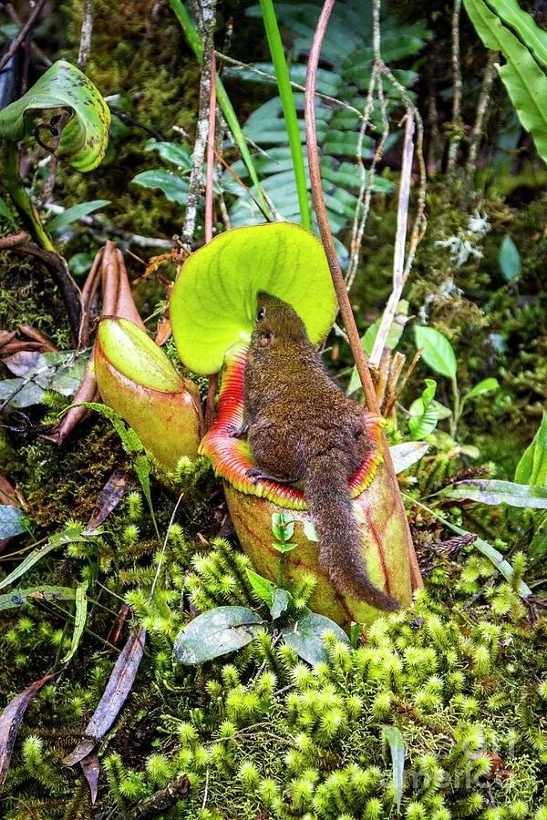 A small brown mammal with an elongated body and tail, climbing on a pitcher plant surrounded by moss and other foliage in a rainforest.
