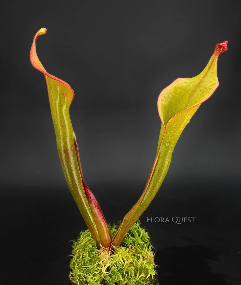 floraquest-heliamphora-godzilla-01.jpg